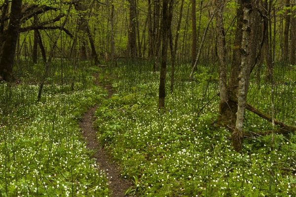 http://www.dreamstime.com/royalty-free-stock-photography-spring-trail-woods-image24498017