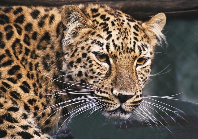 Serengetipark Leopard