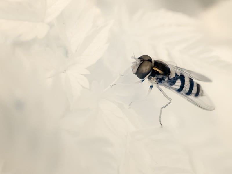 Dies Schwebefliege zeichnet sich im IR-Licht deutlich von ihrer Umgebung ab. Ihre Tarnung und Warnfärbung wirkt hier nicht.