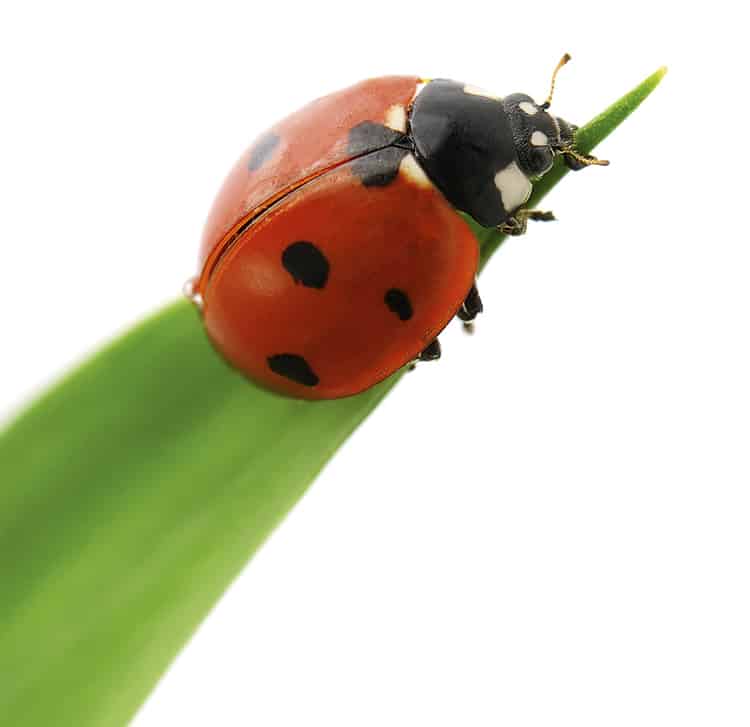four lady beetles and drops Klappkarte:vier Marienkäfer und vier Wassertropfen