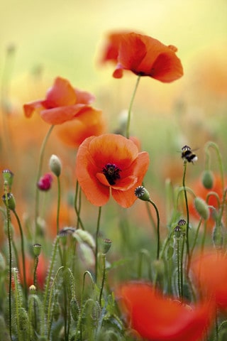 Wiese mit roten Mohnblumen im Frühling