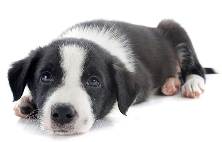 portrait of puppy border collie in front of white background