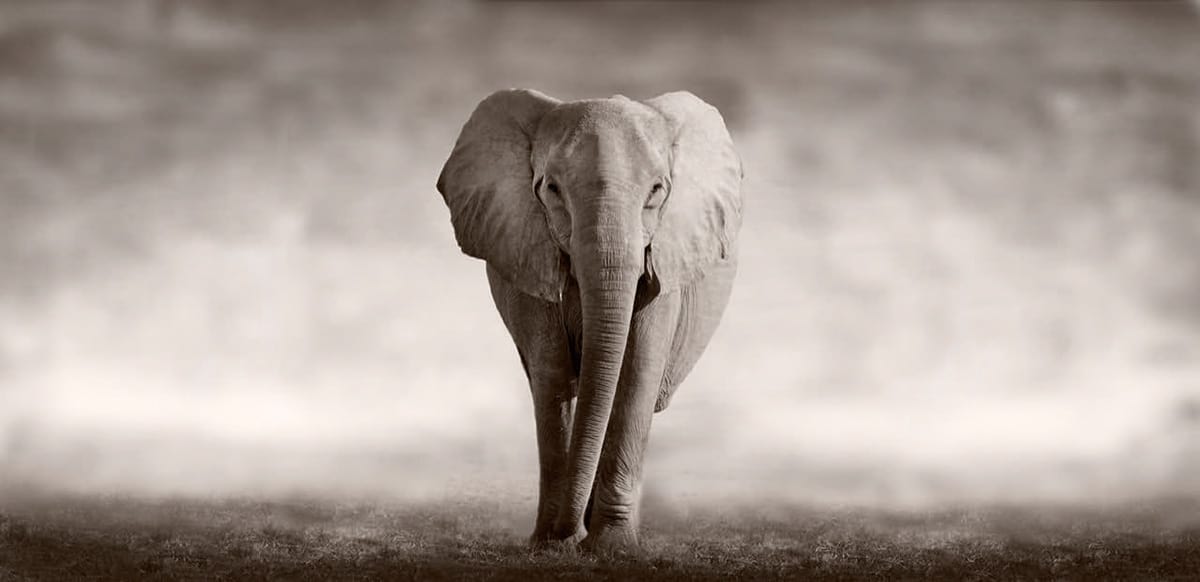 tut_sw_elefant_Fotolia_53182375_M