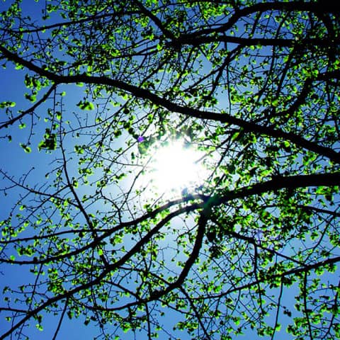 licht_1_viel_blaetter