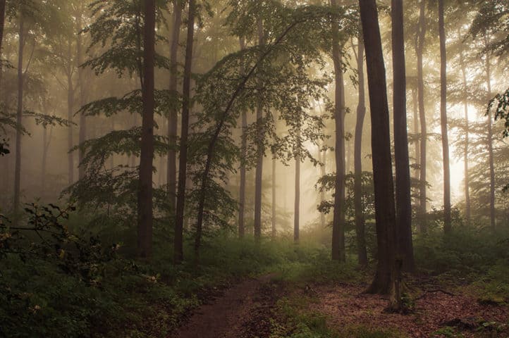 flikr_top__jerdess_fog_in_the_woods