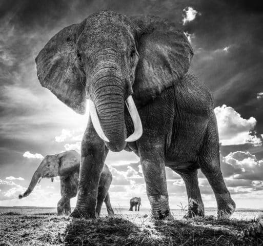 David Yarrow Elefanten