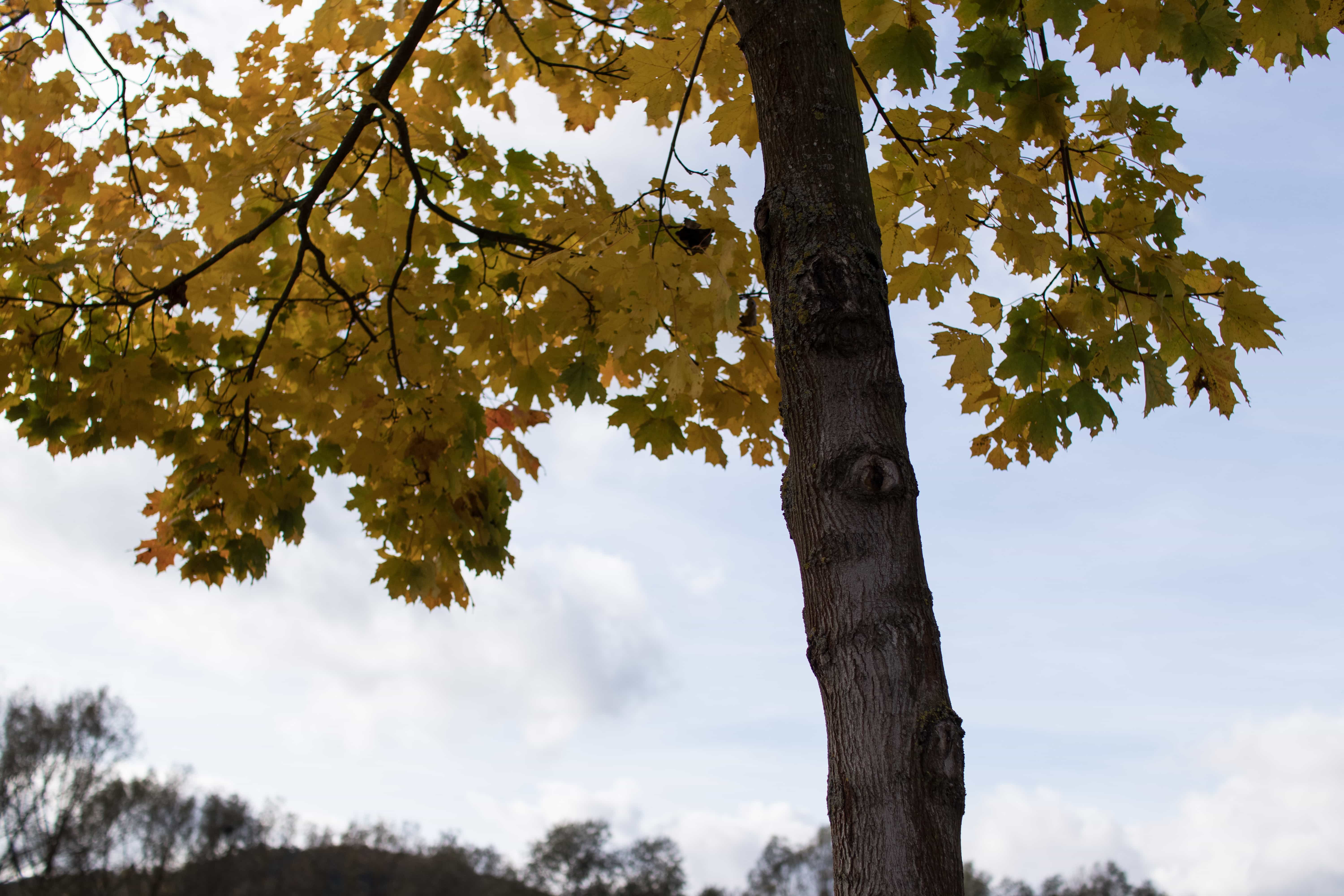 Herbstlaub am Baum. Objektiv: Sigma 1,4/30 mm DC | Art
