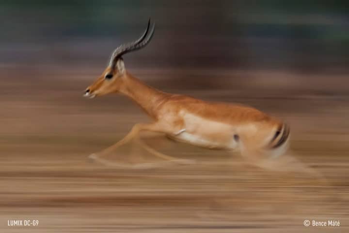 Panasonic G9 Bene Máté Gazelle