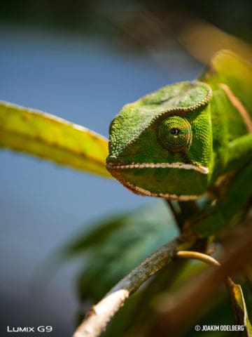 Panasonic G9 Joakim Odelberg Gecko