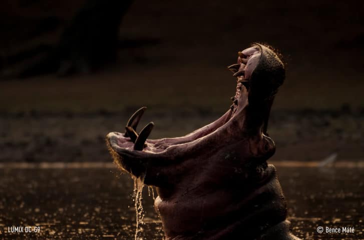 Panasonic G9 Bence Máté Flusspferd