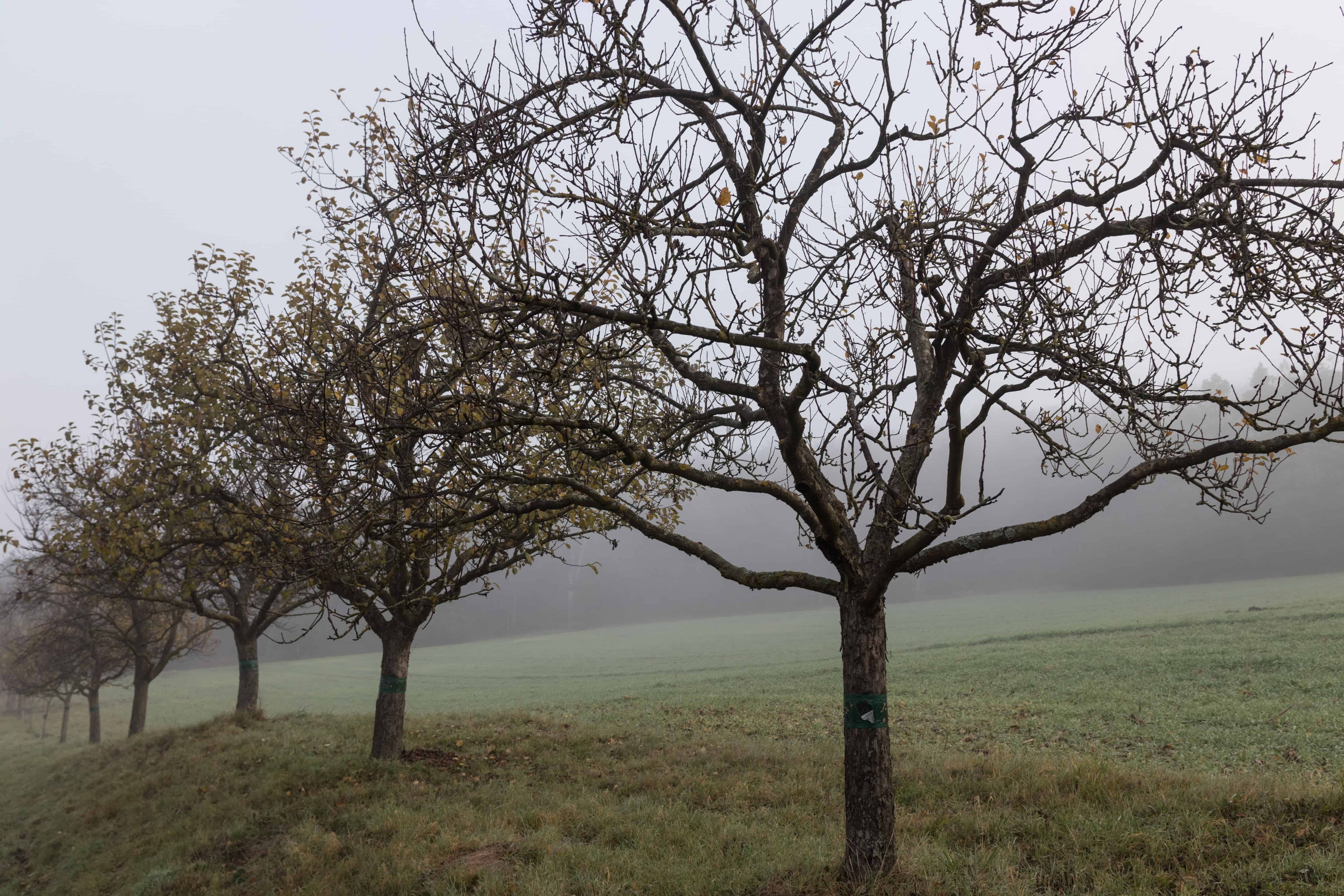 Bäume im Nebel Objektiv: Sigma 17-70 mm Contemporary
