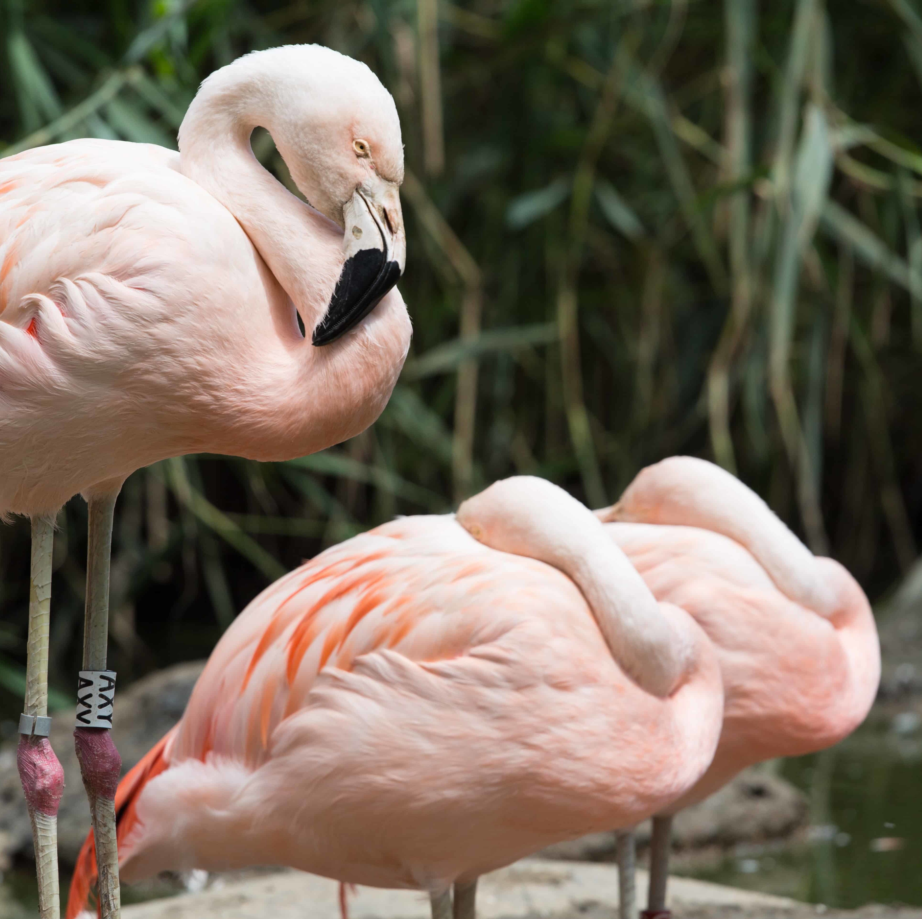 Flamingos, Objektiv: Sigma 100-400 mm Contemporary