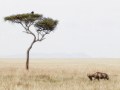 Klaus-Peter Selzer „Masai Mara“