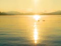 Markus Jerko "Wörthersee. Enten."