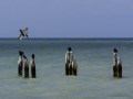 Heidi Trube „Pelikan in Florida“