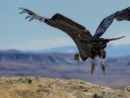Hannes Wendt "Take Off"