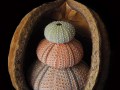 Urs Albrecht, „Seaurchins“, Nikon D200