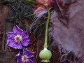 Joachim Büchler, „Clematis“, Panasonic Lumix FZ50