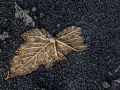 Carsten Schröder, „Herbstlicher Winter“, Canon EOS 60D