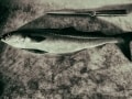 Rolf Schuchmann, „Frutti di Mare“, Leica C-Lux 3