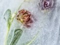 Tanja Zech, „Eisblumen“, Canon EOS 7D Mark II