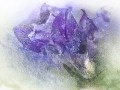 Edwin Biehl, „Campanula“, Olympus OM-D E-M5 Mark II