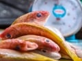 Jochen Krumpe, „Fische“, Nikon D7000