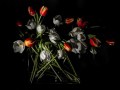 Sven Pritsche, „Low Key Blumen“, Sony A77 II