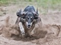 Dr. Michael Frieser, „Speed“, Nikon D610