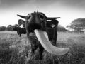 Angelina Heer,  „Büffel“, Nikon D810