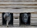 Peter Kalliski,  „Saulanges Schwein“, Nikon D7100