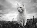 Manfred Nager, „The Cat“, Nikon D7100