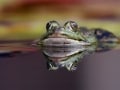 Richard Rduch, „Frosch“, Canon EOS 40D