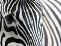 Renate Rubel-Müller, „Zebra“, k. A.