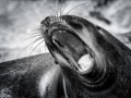Thomas Schmid „Monday Morning“, Canon EOS 5D Mark II