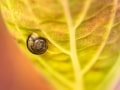 Michael Schnell, „Schnecke“, Pentax K-30