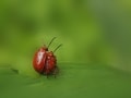 Franz Vozeler-Pape,  „Lilienhähnchen“, Olympus OM-D E-M5 Mark