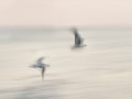 Edwin Biehl, „Vogelflug“, Olympus OM-D E-M1