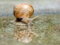 Wolfgang Fried, „Schnecke“, Nikon D7100