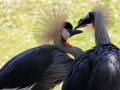 Jürgen Krause, „Tierischer Blickwinkel“, Canon EOS 80D
