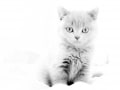 Ute Marke, „Katze“, Fujifilm X-T1