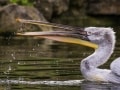 Friedhelm Peters, „Armer Frosch“, Pentax K-3