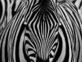 Olivier Schenk, „Zebra“, Fujifilm X-T2
