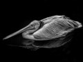 Rudolf Schieben, „Ruhepause“, Canon EOS 5D Mark III