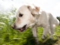 Martin Schmidt, „On the Run“, Canon EOS 40D