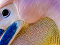 Thomas Schmid, „Colorful“, Canon EOS 5D Mark II