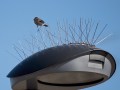 Olaf Slaghekke, „Ausgetrickst“, Nikon D90