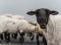 Theodor Ubben, „Herdenchef“, Nikon D750