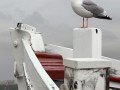 Dieter Tammen, „Möwe an Bord“, Canon EOS 5D Mark II