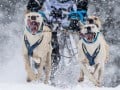Siegfried Lisske, "Schlittenhunde", Nikon D4